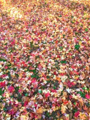 A52A0D21-2B64-47CB-8B11-2D4765DDFF15-1841-00000100EB12D682